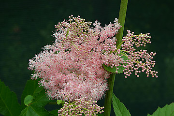 Image showing pink cloud