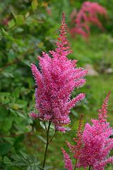 Image showing astilbe