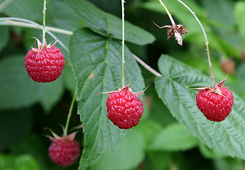 Image showing raspberries