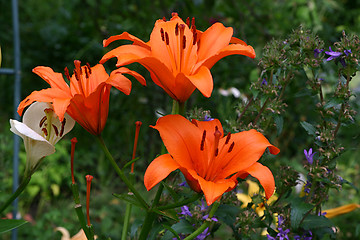 Image showing lilies