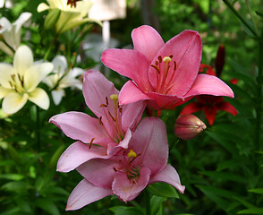 Image showing lilies