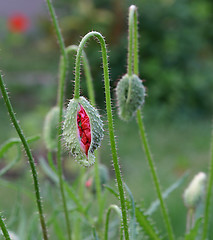 Image showing the bud is getting open