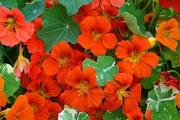 Image showing tropaeolum