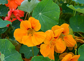 Image showing tropaeolum