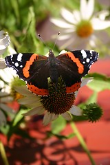 Image showing  admiral butterfly