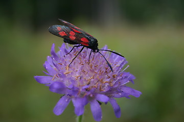 Image showing Zygaena filipendula