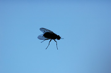 Image showing Fly