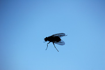 Image showing Fly