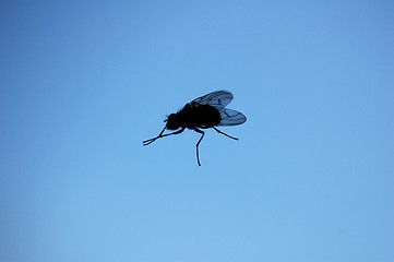 Image showing Fly