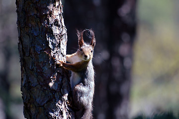 Image showing Squirrel