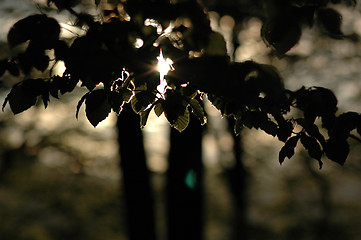 Image showing Leaves