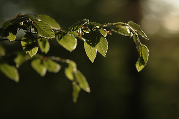 Image showing Leaves