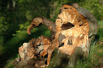 Image showing Broken old tree