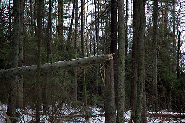 Image showing Broken tree