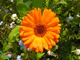 Image showing Orange Flower