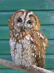 Image showing Tawny Owl