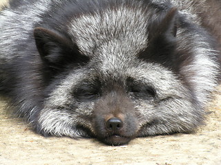 Image showing Silver Fox