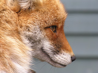 Image showing Profile of fox