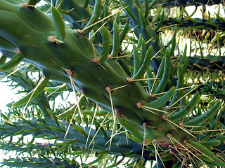 Image showing Cactus plant