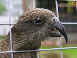 Image showing Caged Kea