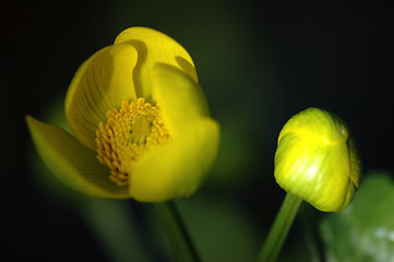 Image showing Flowers