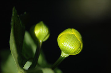 Image showing Flowers