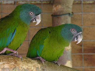 Image showing Blue Headed Macaws