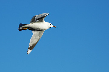 Image showing Flying gull