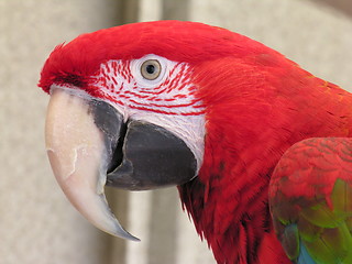 Image showing Green Wing Macaw