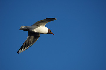 Image showing Flying gull