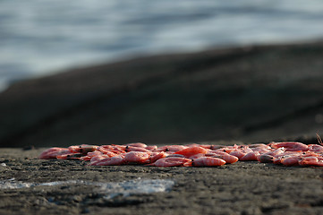 Image showing Shrimps