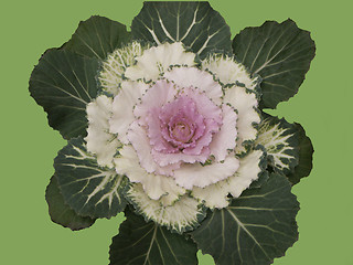 Image showing Cabbage