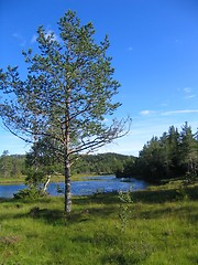 Image showing Pine by tarn