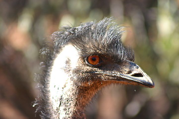 Image showing emu