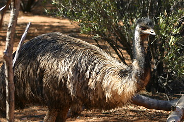 Image showing emu