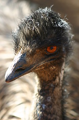 Image showing emu