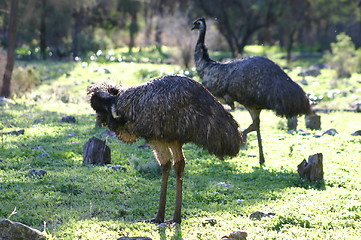 Image showing emus