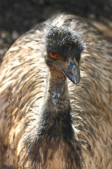 Image showing emu