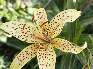 Image showing Lily