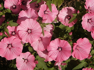 Image showing pink flowers