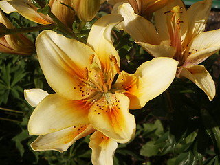 Image showing Lily