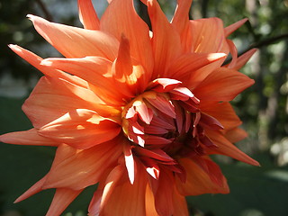 Image showing Dahlia