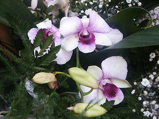 Image showing Orchids