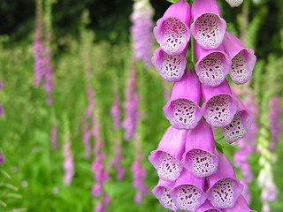 Image showing Foxgloves