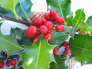 Image showing Holly