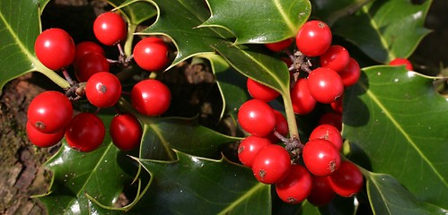 Image showing Wild Holly