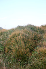 Image showing grass 