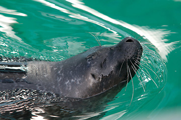 Image showing Seal