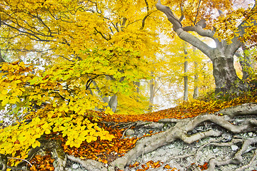 Image showing yellow autumn forest