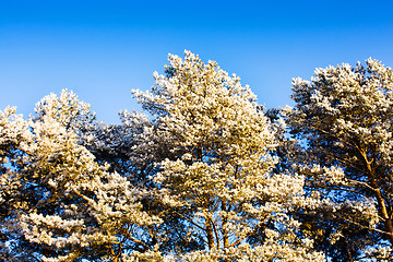 Image showing Pine top in hoarfrost